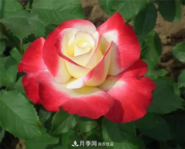 這幾款月季品種，你可能聽(tīng)都沒(méi)聽(tīng)說(shuō)過(guò)！(圖1)