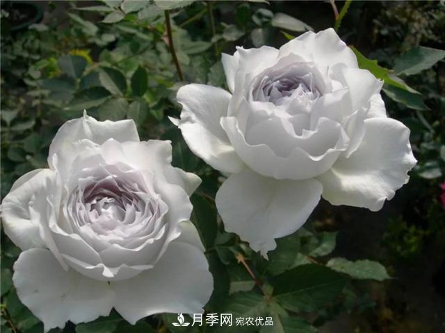 這幾款月季品種，你可能聽(tīng)都沒(méi)聽(tīng)說(shuō)過(guò)！(圖2)