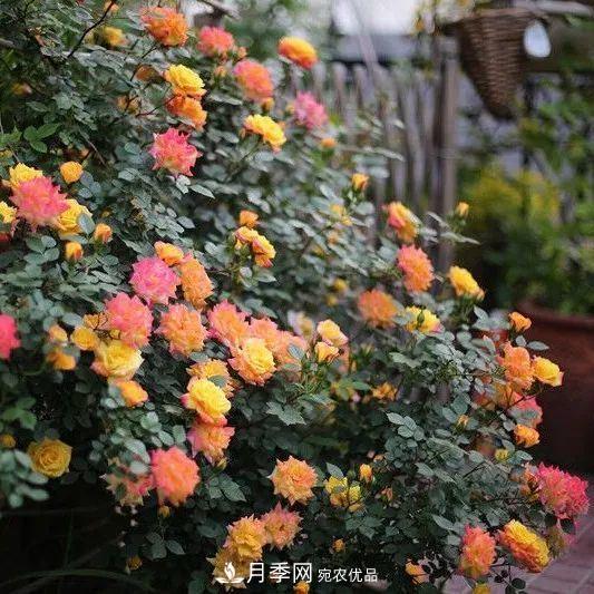 這幾款月季品種，你可能聽(tīng)都沒(méi)聽(tīng)說(shuō)過(guò)！(圖3)