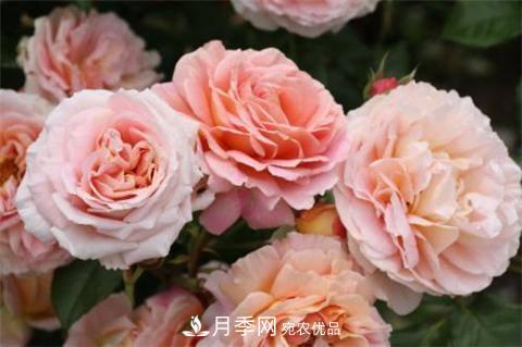 8款好聞好養的月季花，香氣濃郁開(kāi)花滿(mǎn)屋香(圖2)