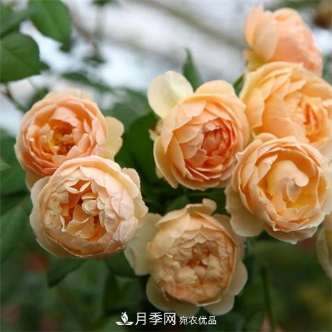 8款好聞好養的月季花，香氣濃郁開(kāi)花滿(mǎn)屋香(圖1)
