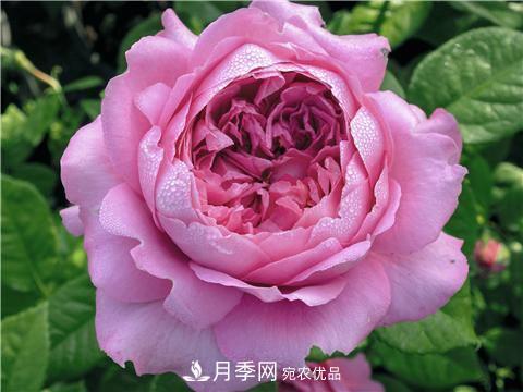 8款好聞好養的月季花，香氣濃郁開(kāi)花滿(mǎn)屋香(圖4)
