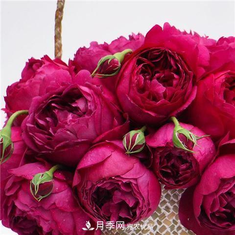 8款好聞好養的月季花，香氣濃郁開(kāi)花滿(mǎn)屋香(圖3)