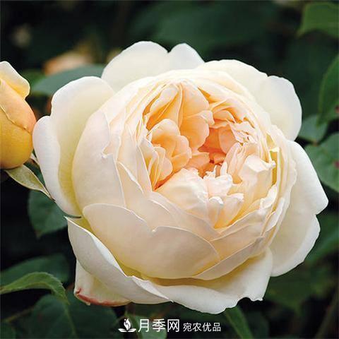 8款好聞好養的月季花，香氣濃郁開(kāi)花滿(mǎn)屋香(圖5)