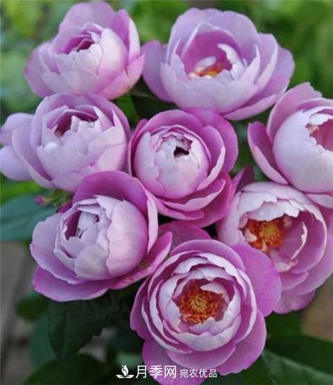 8款好聞好養的月季花，香氣濃郁開(kāi)花滿(mǎn)屋香(圖6)