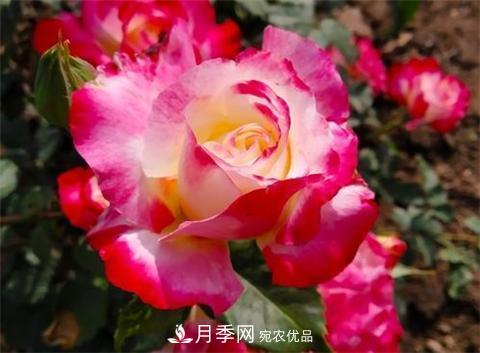8款好聞好養的月季花，香氣濃郁開(kāi)花滿(mǎn)屋香(圖8)