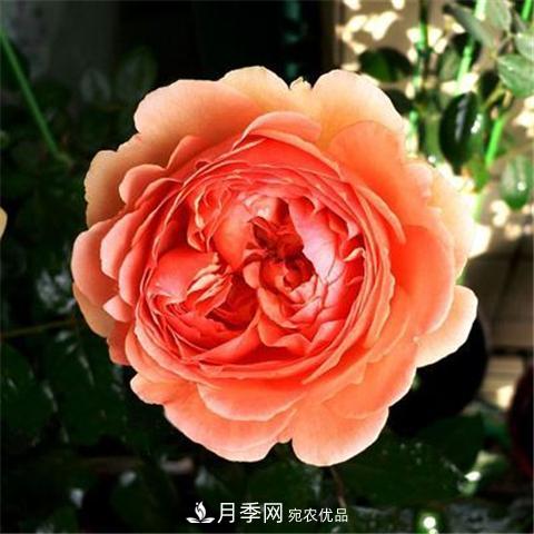 8款好聞好養的月季花，香氣濃郁開(kāi)花滿(mǎn)屋香(圖7)