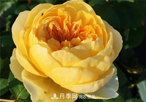 8款好聞好養的月季花，香氣濃郁開(kāi)花滿(mǎn)屋香(圖9)