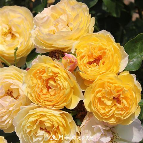 8款好聞好養的月季花，香氣濃郁開(kāi)花滿(mǎn)屋香(圖10)