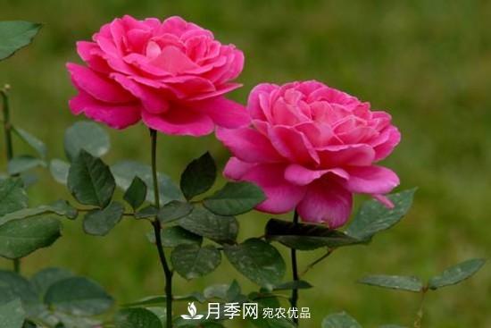 夏季陰雨綿綿，要花命，你的月季還在嗎？(圖1)