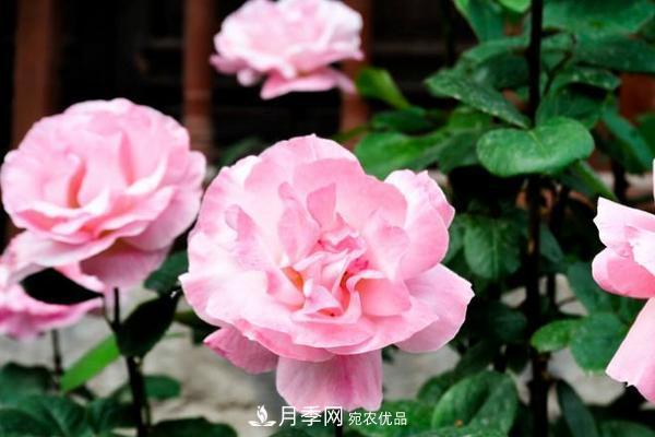 夏季陰雨綿綿，要花命，你的月季還在嗎？(圖2)