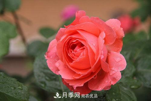 夏季陰雨綿綿，要花命，你的月季還在嗎？(圖3)