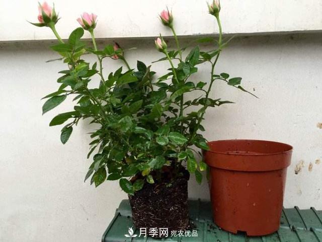 夏季月季悶根要換盆？注意這幾點(diǎn)能少走彎路(圖2)