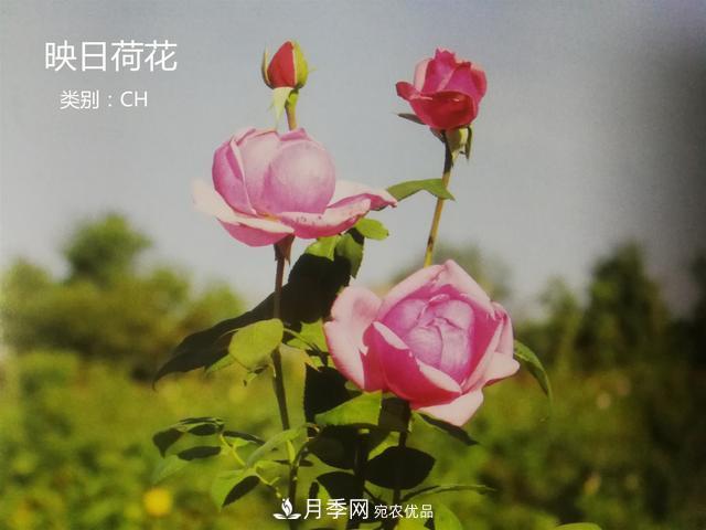 月季花有兩萬(wàn)多個(gè)品種，它的類(lèi)別原來(lái)是這樣劃分的(圖2)