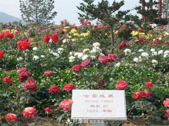 月季花有兩萬(wàn)多個(gè)品種，它的類(lèi)別原來(lái)是這樣劃分的(圖1)