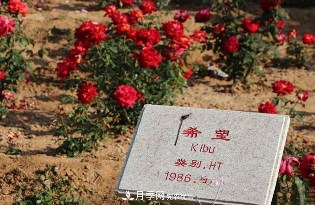 月季花有兩萬(wàn)多個(gè)品種，它的類(lèi)別原來(lái)是這樣劃分的(圖3)