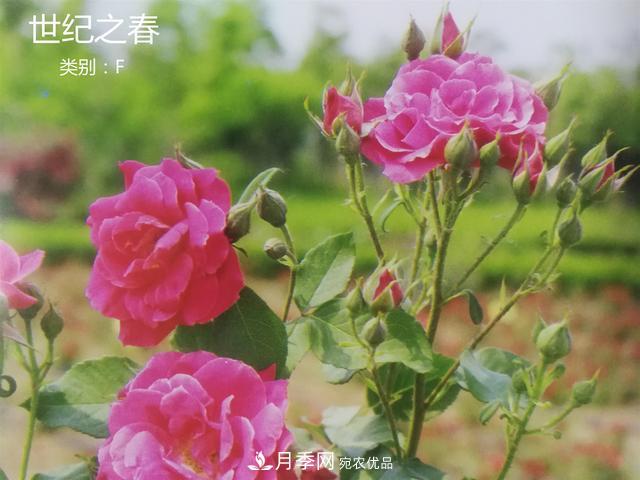 月季花有兩萬(wàn)多個(gè)品種，它的類(lèi)別原來(lái)是這樣劃分的(圖4)