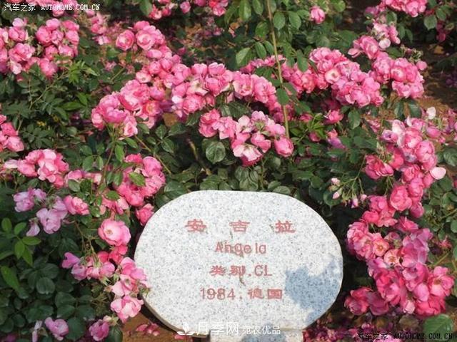 月季花有兩萬(wàn)多個(gè)品種，它的類(lèi)別原來(lái)是這樣劃分的(圖5)
