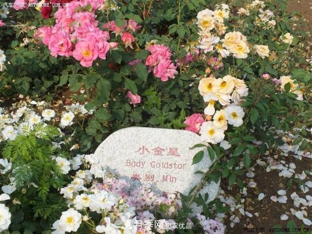 月季花有兩萬(wàn)多個(gè)品種，它的類(lèi)別原來(lái)是這樣劃分的(圖6)