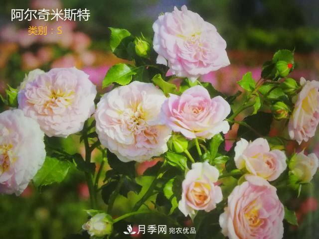 月季花有兩萬(wàn)多個(gè)品種，它的類(lèi)別原來(lái)是這樣劃分的(圖7)