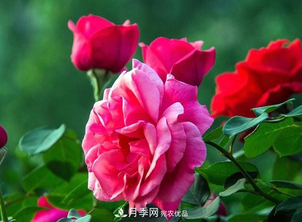 花友作業(yè)，一分鐘看懂月季(圖2)