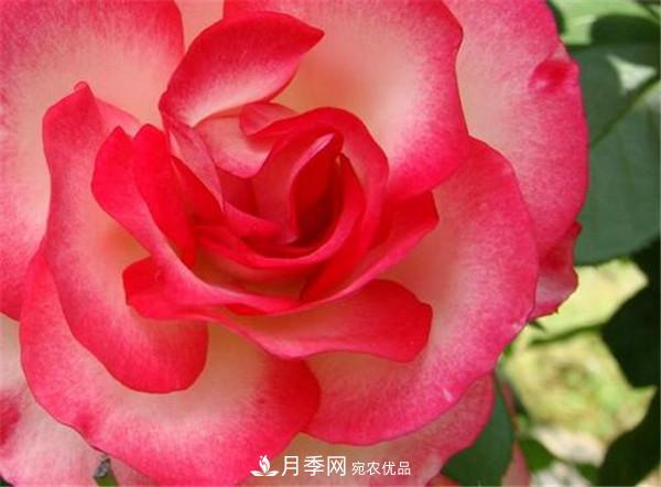 花友作業(yè)，一分鐘看懂月季(圖1)