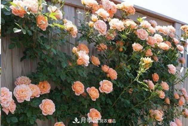廣東種月季，首選這15個(gè)品種，一年花開(kāi)10個(gè)月！(圖1)