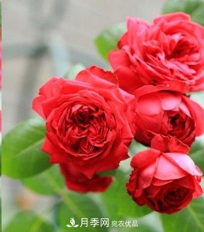 廣東種月季，首選這15個(gè)品種，一年花開(kāi)10個(gè)月！(圖3)