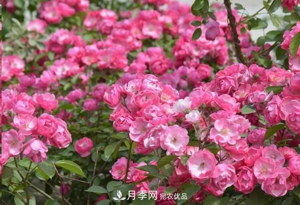 廣東種月季，首選這15個(gè)品種，一年花開(kāi)10個(gè)月！(圖4)