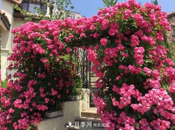 廣東種月季，首選這15個(gè)品種，一年花開(kāi)10個(gè)月！(圖5)