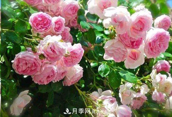 廣東種月季，首選這15個(gè)品種，一年花開(kāi)10個(gè)月！(圖6)