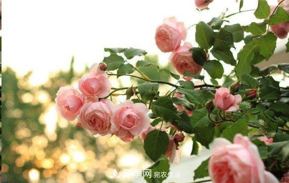 廣東種月季，首選這15個(gè)品種，一年花開(kāi)10個(gè)月！(圖8)