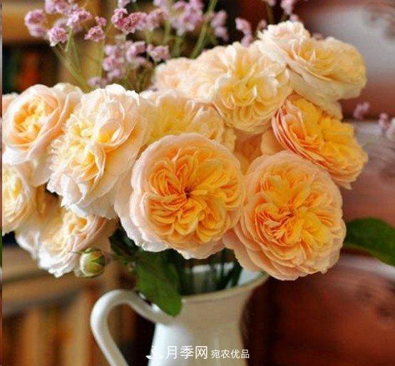 廣東種月季，首選這15個(gè)品種，一年花開(kāi)10個(gè)月！(圖10)