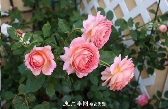 廣東種月季，首選這15個(gè)品種，一年花開(kāi)10個(gè)月！(圖9)