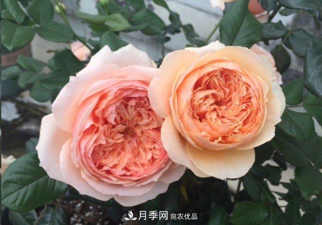 廣東種月季，首選這15個(gè)品種，一年花開(kāi)10個(gè)月！(圖12)