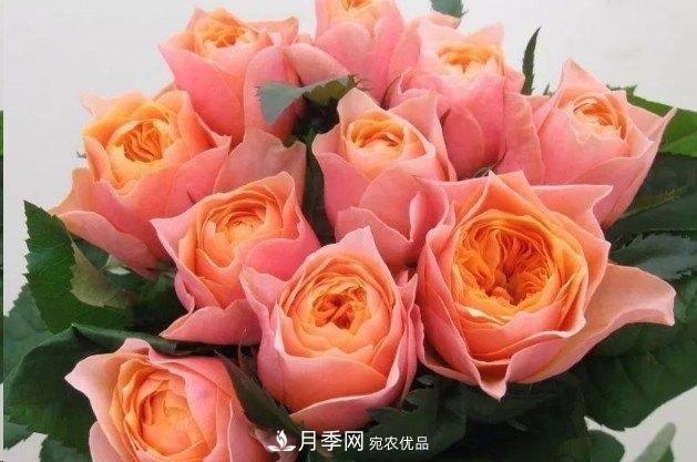 廣東種月季，首選這15個(gè)品種，一年花開(kāi)10個(gè)月！(圖13)