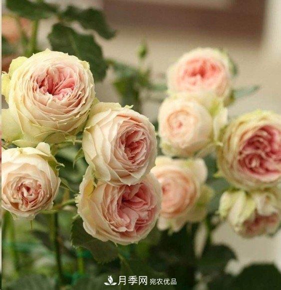 廣東種月季，首選這15個(gè)品種，一年花開(kāi)10個(gè)月！(圖14)