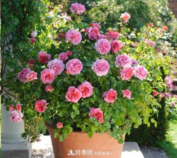 廣東種月季，首選這15個(gè)品種，一年花開(kāi)10個(gè)月！(圖16)