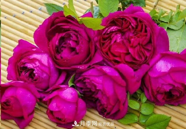 廣東種月季，首選這15個(gè)品種，一年花開(kāi)10個(gè)月！(圖15)