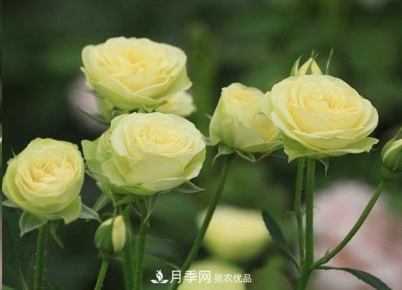 廣東種月季，首選這15個(gè)品種，一年花開(kāi)10個(gè)月！(圖17)