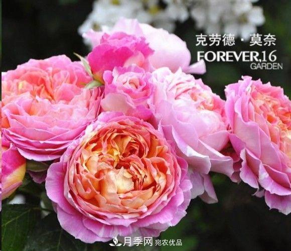 廣東種月季，首選這15個(gè)品種，一年花開(kāi)10個(gè)月！(圖11)