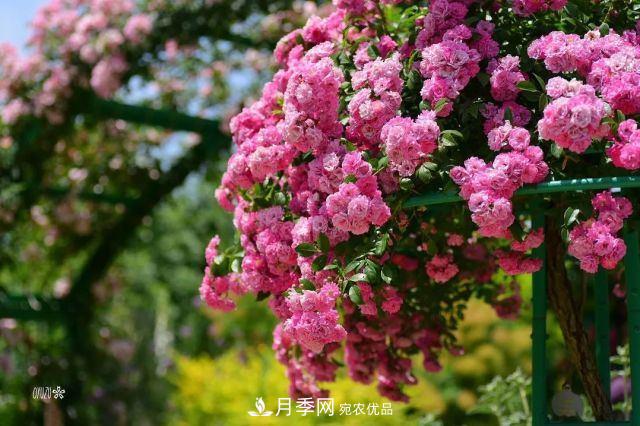 走進(jìn)世界***大月季園，近7000個(gè)品種，30000棵月季……(圖1)