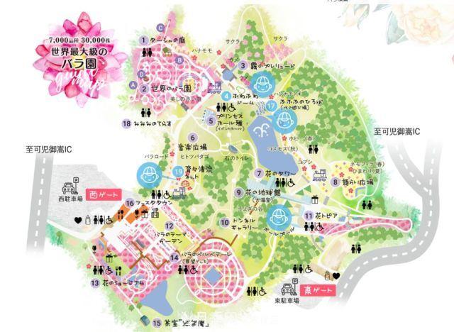 走進(jìn)世界***大月季園，近7000個(gè)品種，30000棵月季……(圖6)
