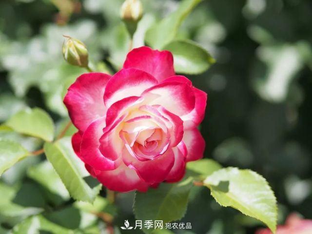 走進(jìn)世界***大月季園，近7000個(gè)品種，30000棵月季……(圖9)