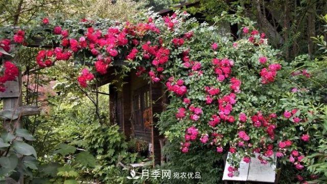 走進(jìn)世界***大月季園，近7000個(gè)品種，30000棵月季……(圖8)