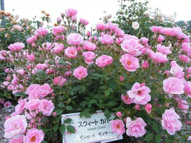 走進(jìn)世界***大月季園，近7000個(gè)品種，30000棵月季……(圖12)