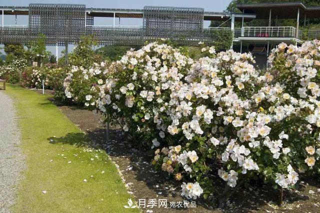 走進(jìn)世界***大月季園，近7000個(gè)品種，30000棵月季……(圖11)