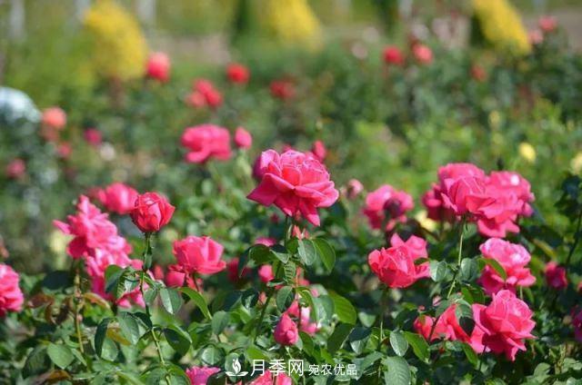 走進(jìn)世界***大月季園，近7000個(gè)品種，30000棵月季……(圖2)