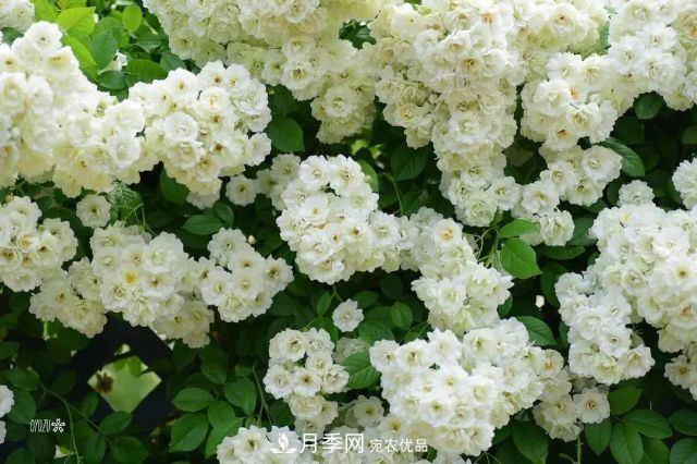 走進(jìn)世界***大月季園，近7000個(gè)品種，30000棵月季……(圖4)