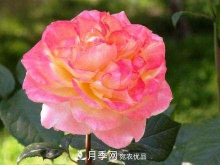 審美觀(guān)不同，哪些月季花品種是花友公認必備的？(圖2)